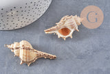 Pendentif coquillage naturel doré 50~64mm, x1 (G6465)