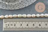 Perle naturelle blanche grain de riz 5-7mm grade A, x1 fil de 18cm (G6832)